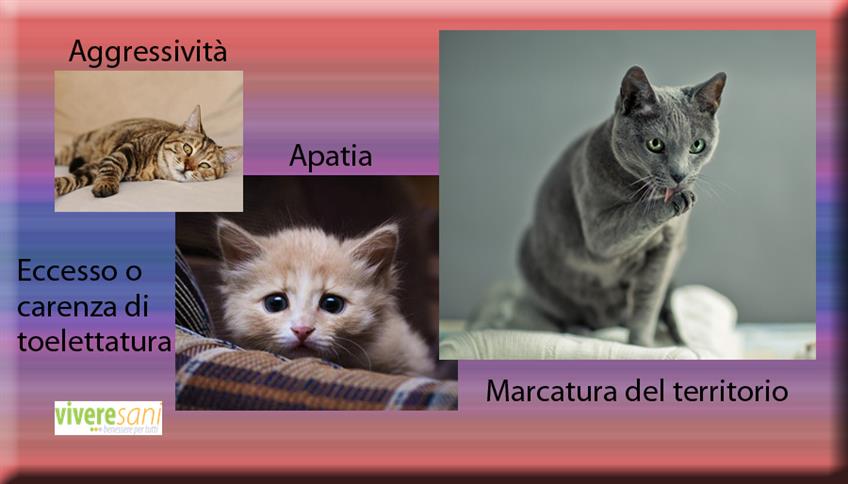 Lo stress colpisce proprio tutti, anche i gatti Lo stress colpisce proprio tutti, anche i gatti